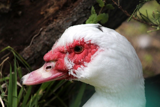芝加哥黑鹰 芝加哥黑鹰