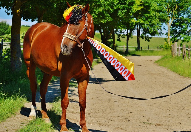 球队实力的 球队实力的