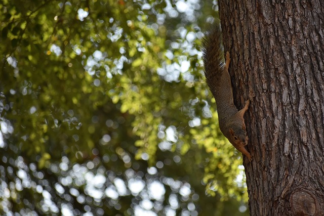 锋霸不仅贡 锋霸不仅贡
