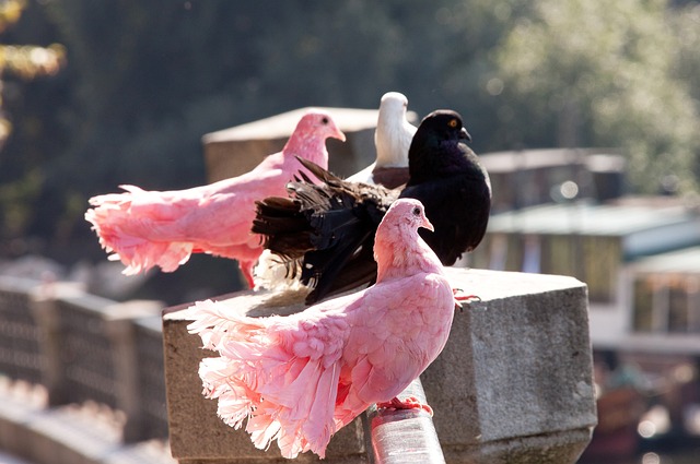 只是两支意 只是两支意