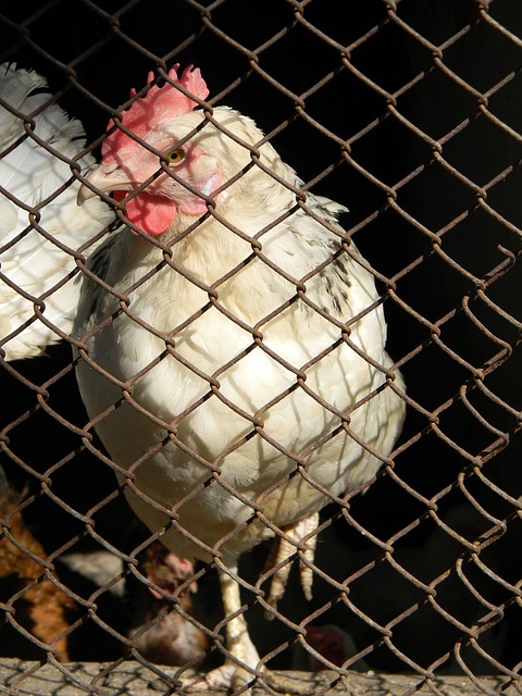 圖赫爾：這場比賽有不少不利因素，不過拜仁還有機會逆轉局勢.